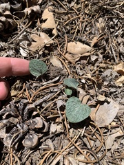 Viola charlestonensis