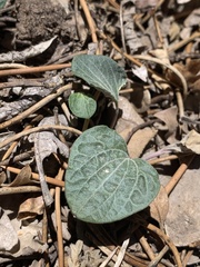 Viola charlestonensis