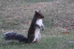 Sciurus carolinensis