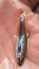 Pteronotropis hypselopterus