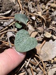 Viola charlestonensis