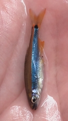 Pteronotropis hypselopterus