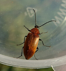 Pseudocistela ceramboides