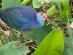 Porphyrio poliocephalus