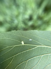 Celticecis pyriformis