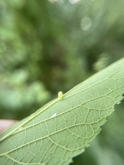 Celticecis pyriformis