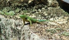 Sceloporus taeniocnemis