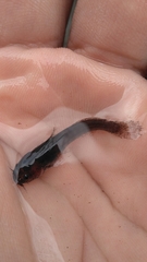 Noturus leptacanthus