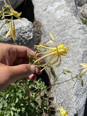 Aquilegia pubescens