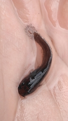 Noturus leptacanthus