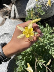 Aquilegia pubescens