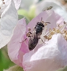 Hylaeus punctatus