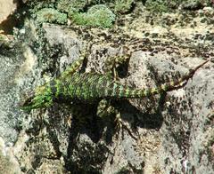 Sceloporus taeniocnemis