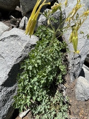 Aquilegia pubescens