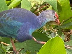 Porphyrio poliocephalus