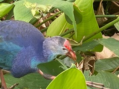 Porphyrio poliocephalus