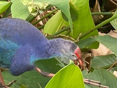 Porphyrio poliocephalus