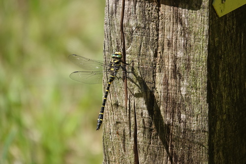 Golden-ringed Dragonfly, 5571 Bergeijk, Nederland, photo 6 of 10