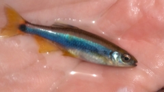 Pteronotropis hypselopterus