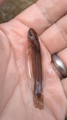 Noturus leptacanthus