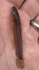 Noturus leptacanthus