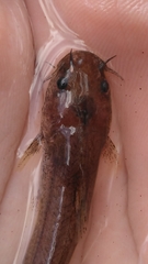 Noturus leptacanthus