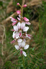 Dictamnus hispanicus