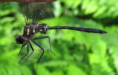 Somatochlora elongata