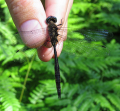 Somatochlora elongata