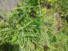Rottboellia cochinchinensis