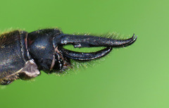 Somatochlora elongata