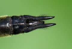 Somatochlora elongata