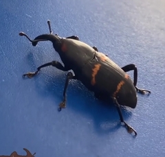 Cactophagus spinolae