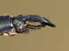 Somatochlora forcipata