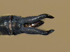 Somatochlora forcipata