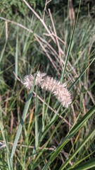 Melica transsilvanica