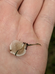 Crepidotus stipitatus