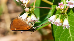 Piruna pirus