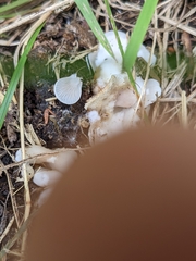 Crepidotus stipitatus