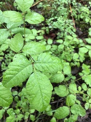 Toxicodendron diversilobum