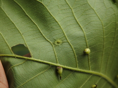 Phylloxera foveola