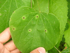Pseudocercospora vitis