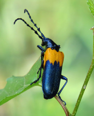 Desmocerus palliatus