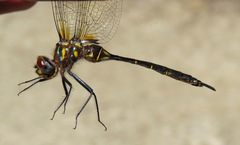 Somatochlora forcipata