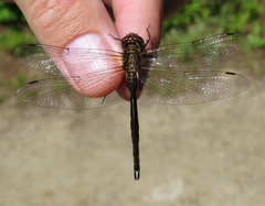 Somatochlora forcipata