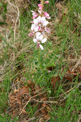 Dictamnus hispanicus