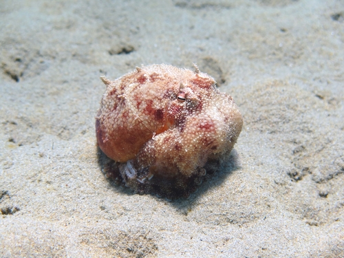 Common octopus