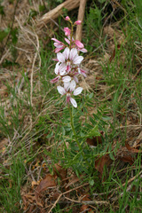 Dictamnus hispanicus