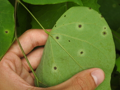 Pseudocercospora vitis