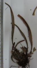 Oreogrammitis collina